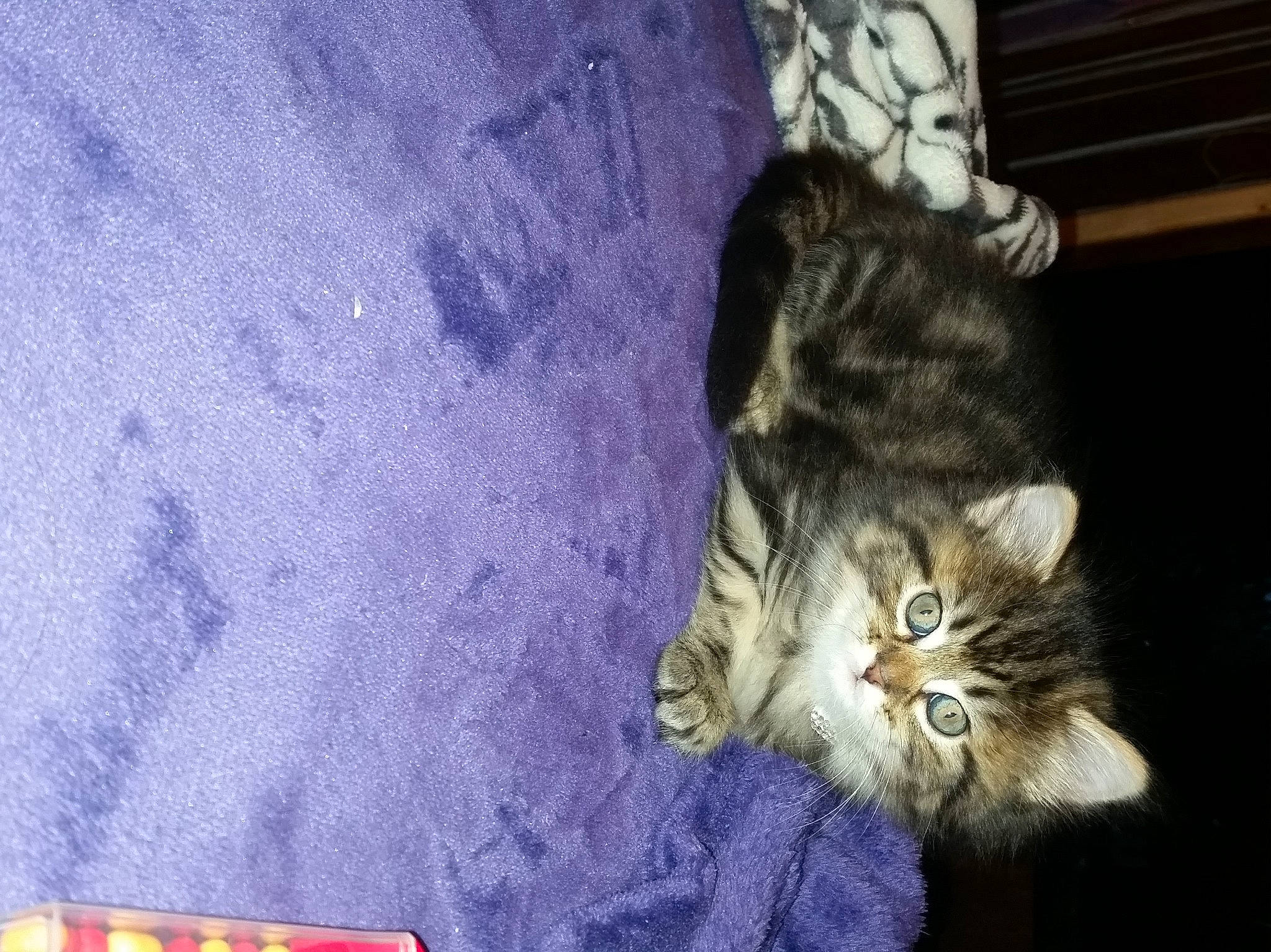 Savannah is registered to the contest to win money with this photo: carnivore, cat, claw, domestic_short_haired_cat, electric_blue, felidae, fur, paw, plant, small_to_medium_sized_cats, snout, tail, whiskers