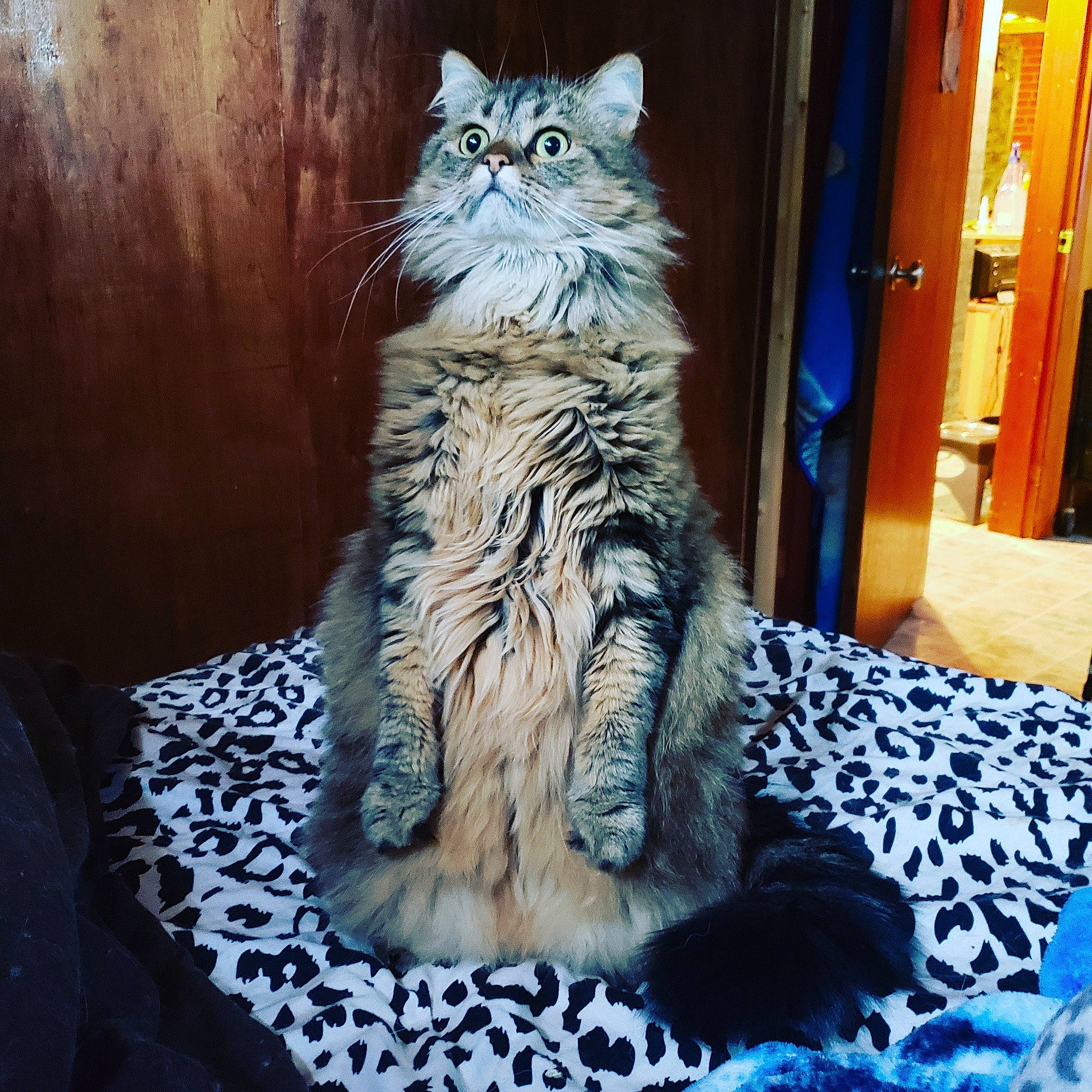 Savannah joined the competition — help win amazing prizes! blue, carnivore, cat, comfort, domestic_short_haired_cat, door, electric_blue, felidae, fur, pattern, room, sitting, small_to_medium_sized_cats, snout, tail, terrestrial_animal, textile, tree, whiskers, wood