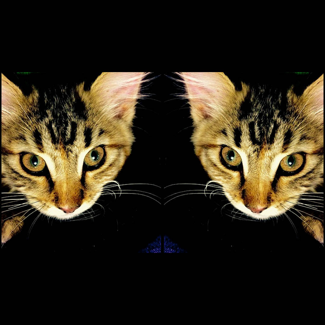 Safire joined the competition — help win amazing prizes! carnivore, cat, darkness, domestic_short_haired_cat, felidae, font, fur, graphics, pattern, paw, photo_caption, rectangle, small_to_medium_sized_cats, snout, square, symmetry, tail, terrestrial_animal, whiskers, wildlife