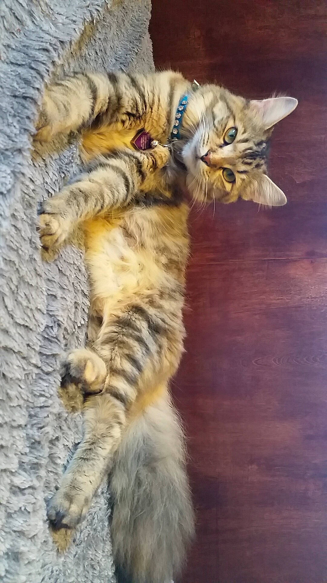 Safire is registered to the contest to win money with this photo: big_cats, carnivore, cat, claw, domestic_short_haired_cat, felidae, flooring, foot, fur, hardwood, human_leg, paw, small_to_medium_sized_cats, tail, terrestrial_animal, toe, whiskers, wildlife, wood