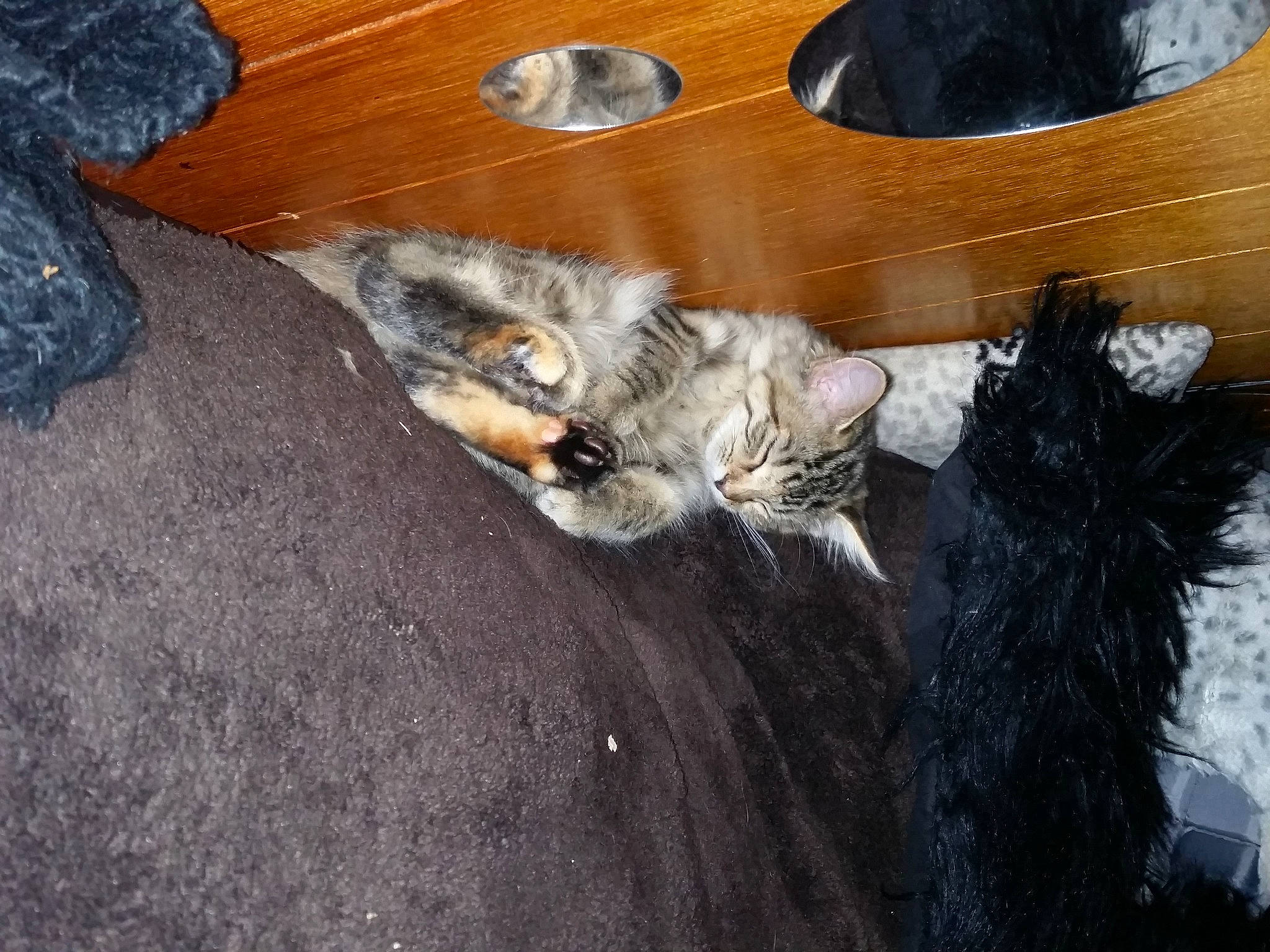 Safire is registered to the contest to win money with this photo: asphalt, canidae, carnivore, cat, claw, dog_breed, domestic_short_haired_cat, feather, felidae, flooring, fur, grey, hardwood, natural_material, paw, road_surface, small_to_medium_sized_cats, tail, whiskers, wood