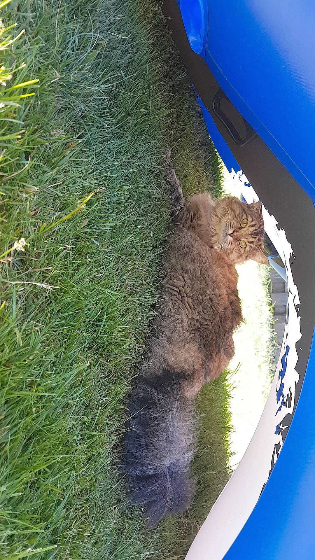 Safire is registered to the contest to win money with this photo: carnivore, cat, fawn, felidae, fur, grass, groundcover, leaf, plant, small_to_medium_sized_cats, snout, tail, terrestrial_animal, terrestrial_plant, tints_and_shades, tree, trunk, vertebrate, watercourse, whiskers