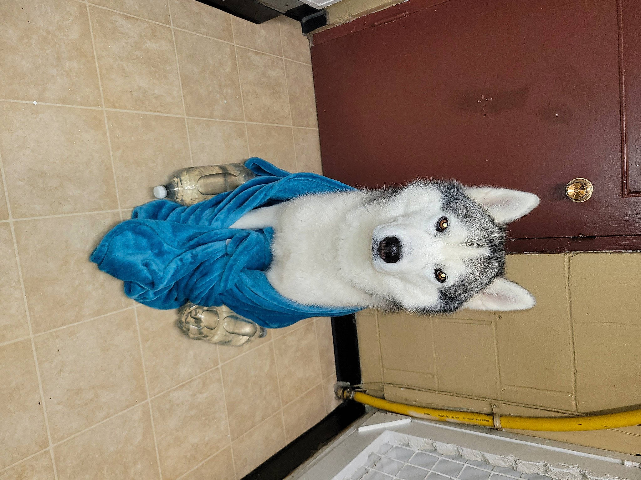 Krueger joined the competition — help win amazing prizes! ball, canidae, carnivore, companion_dog, computer_keyboard, dog, dog_breed, electric_blue, felidae, flooring, football, fur, mouse, peripheral, room, snout, sporting_group, stuffed_toy, tail, whiskers