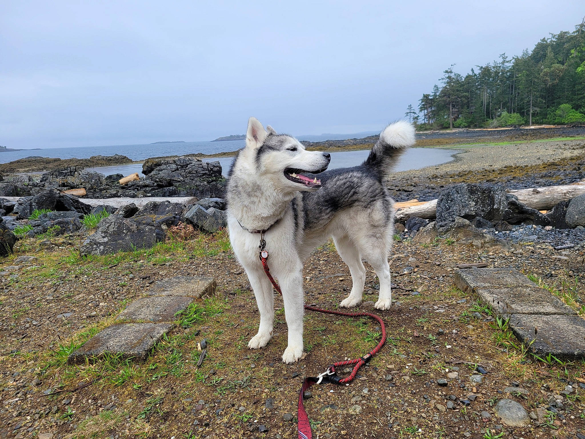 Krueger joined the competition — help win amazing prizes! canidae, canis, carnivore, cloud, collar, companion_dog, dog, dog_breed, grass, non_sporting_group, plant, sky, sled_dog, sporting_group, tail, tree, water, wire_hair_fox_terrier, working_animal, working_dog