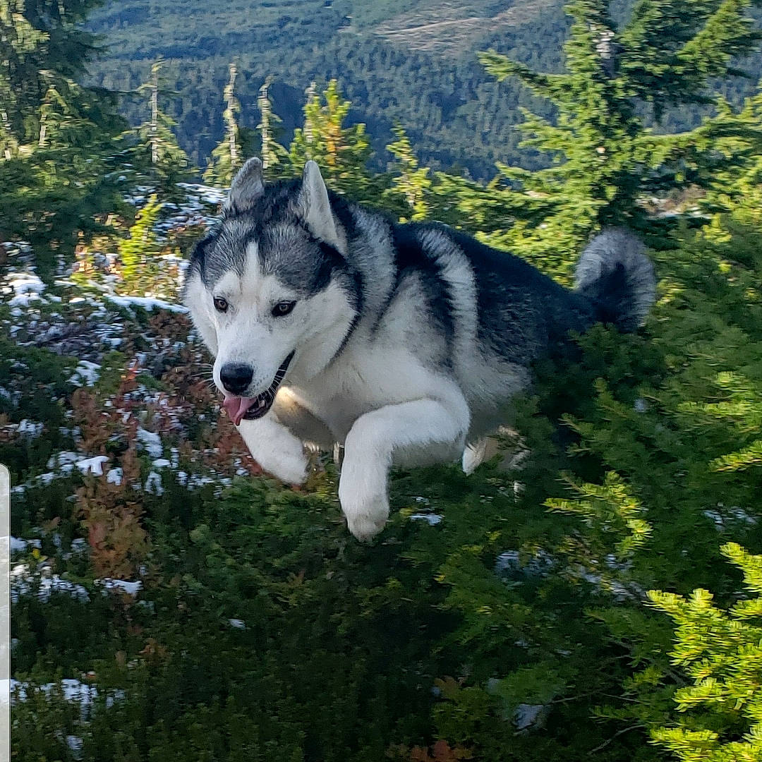 Krueger joined the competition — help win amazing prizes! ancient_dog_breeds, canidae, canis, carnivore, companion_dog, dog, dog_breed, forest, grass, mountain, plant, siberian_husky, sled_dog, sporting_group, tail, terrestrial_animal, tree, wolf, working_animal, working_dog