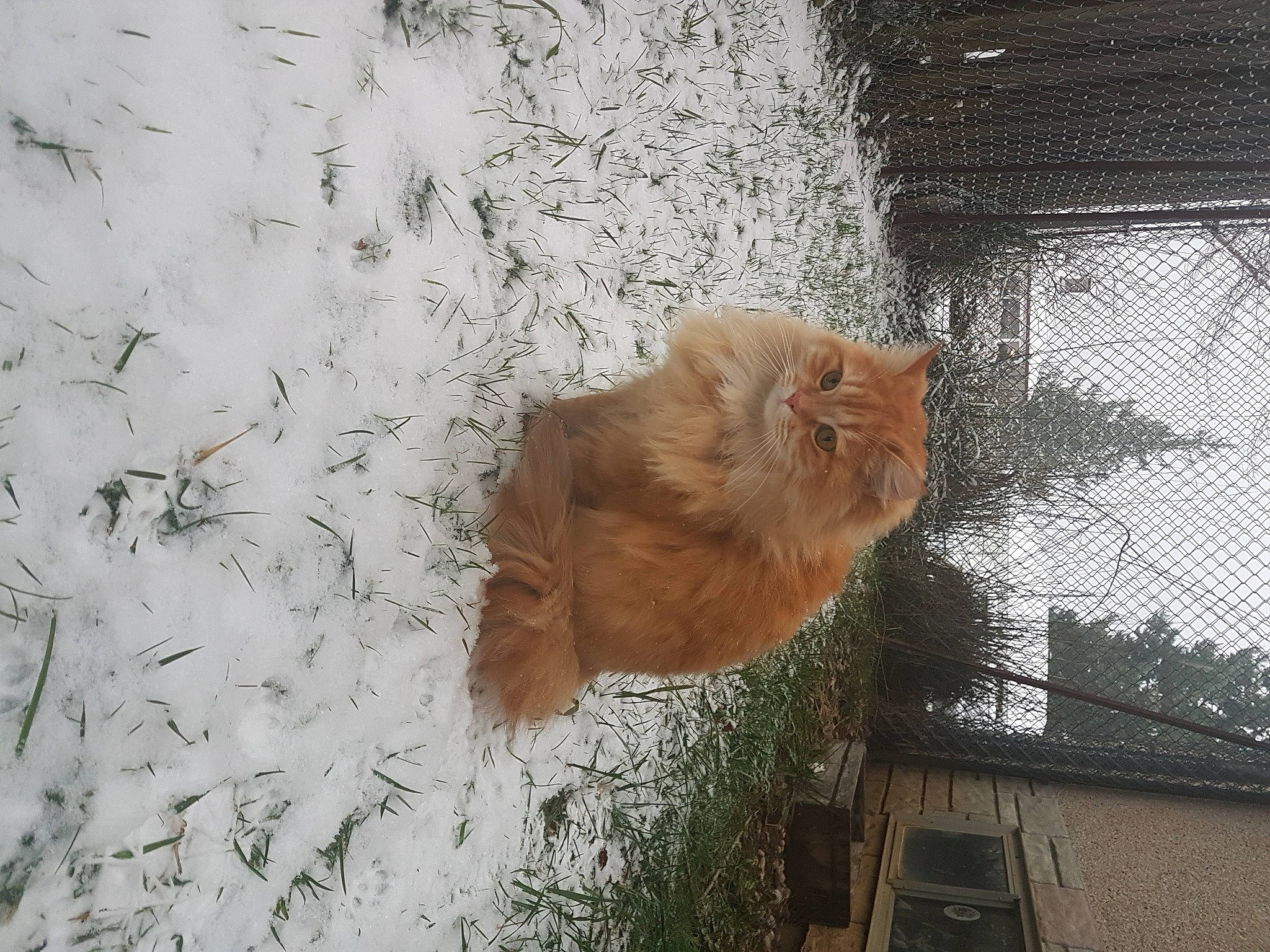 Syrus is registered to the contest to win money with this photo: carnivore, cat, domestic_short_haired_cat, fawn, felidae, freezing, fur, grass, house, mesh, plant, small_to_medium_sized_cats, snout, snow, tail, twig, whiskers, window, winter, wood