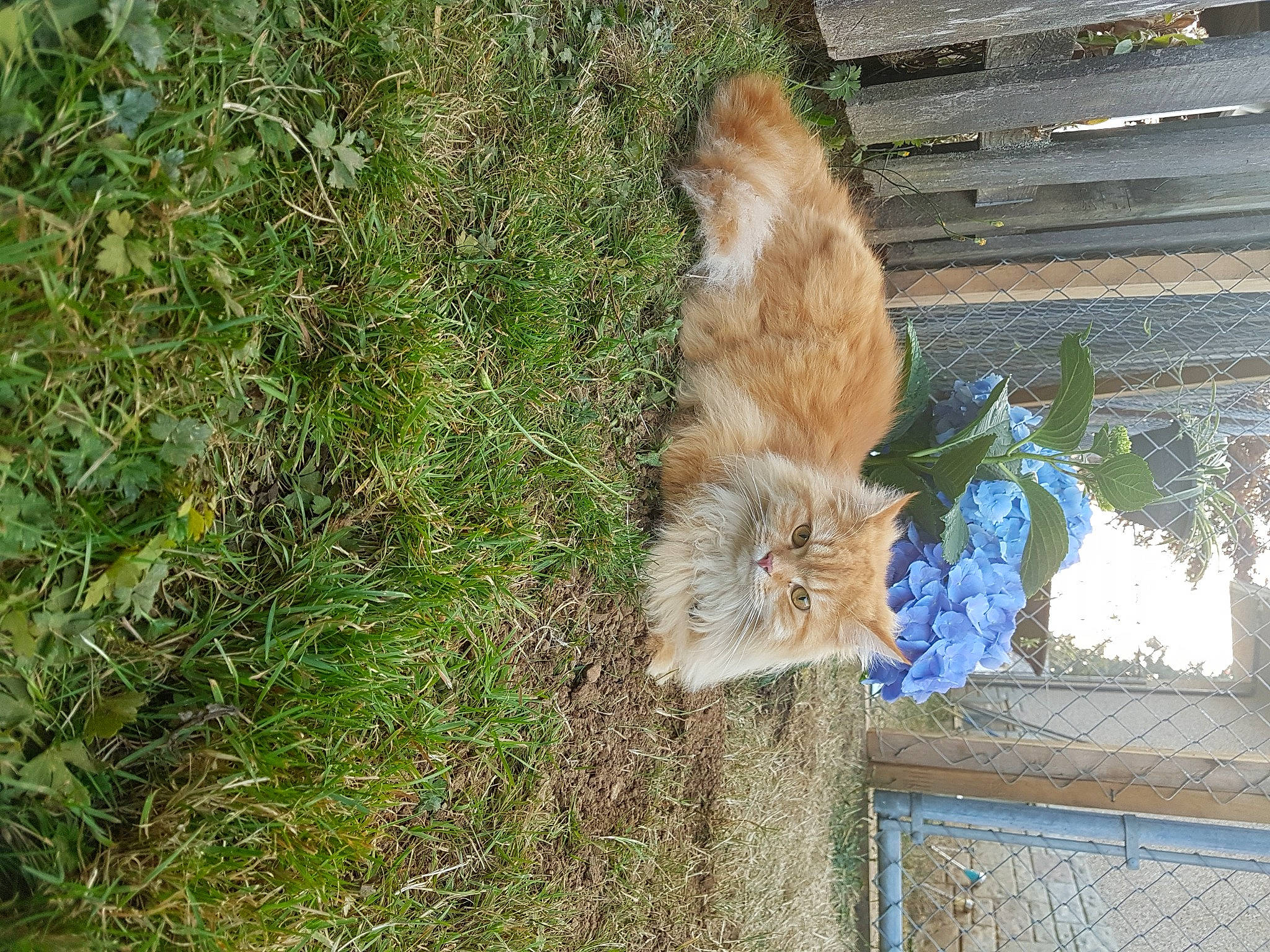 Syrus is registered to the contest to win money with this photo: carnivore, dog_breed, fawn, felidae, fox_squirrel, fur, grass, plant, rodent, small_to_medium_sized_cats, sporting_group, squirrel, tail, terrestrial_animal, tree, trunk, whiskers, wildlife, window, wood