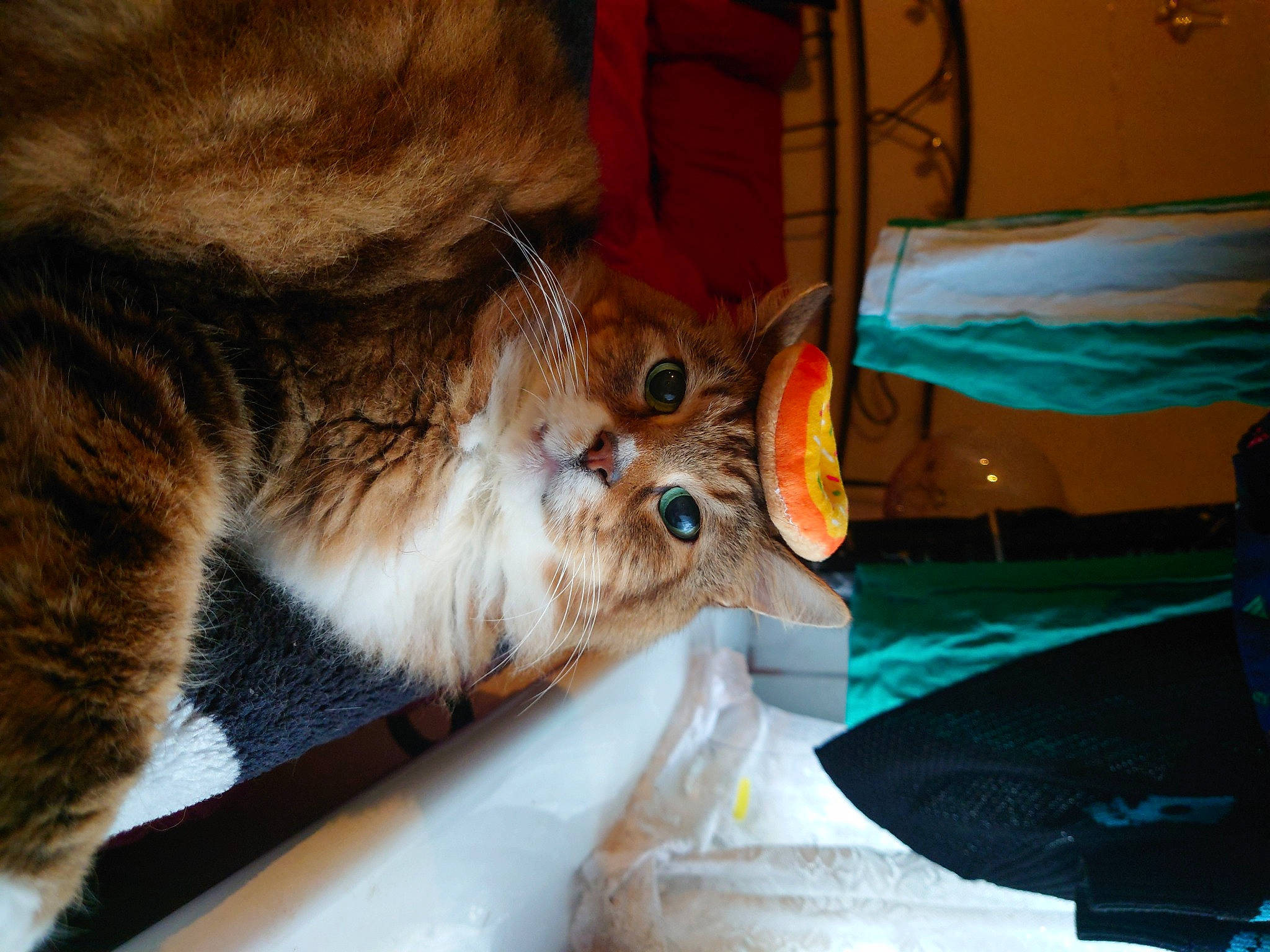 Fraggle Nutter Rock joined the competition — help win amazing prizes! carnivore, cat, claw, comfort, domestic_short_haired_cat, fawn, felidae, fur, paw, small_to_medium_sized_cats, tail, whiskers, wildlife, wood