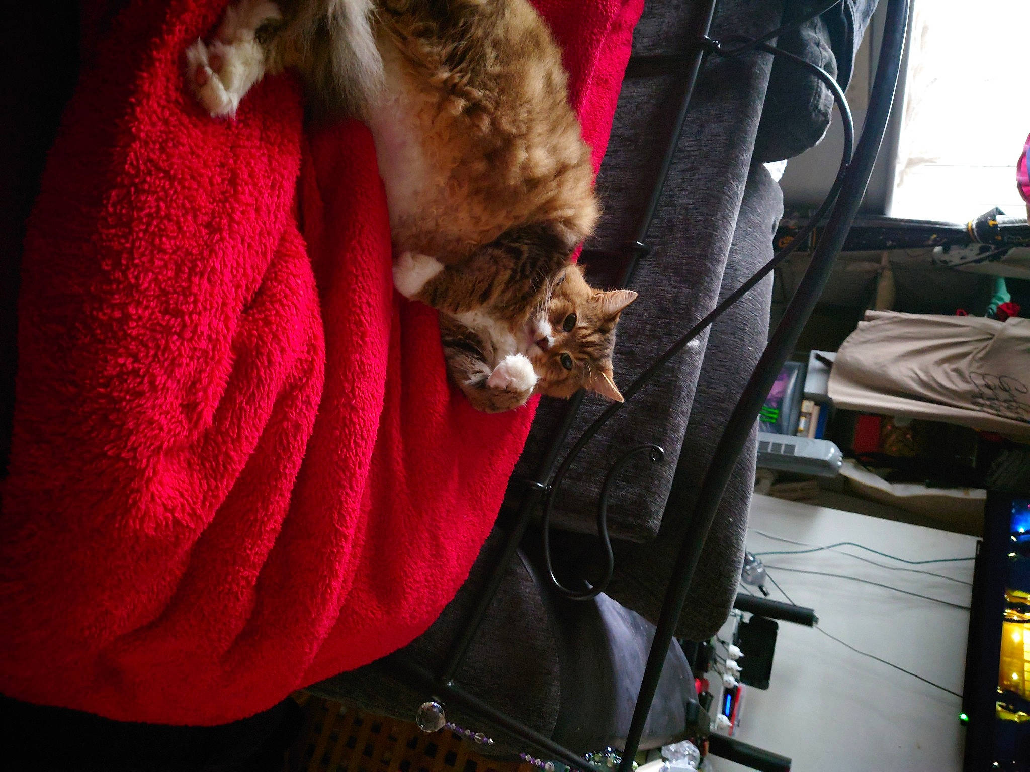 Fraggle Nutter Rock joined the competition — help win amazing prizes! auto_part, automotive_exterior, automotive_lighting, automotive_tire, automotive_wheel_system, bumper, car_seat, carnivore, cat, comfort, felidae, fur, machine, magenta, motor_vehicle, plant, small_to_medium_sized_cats, trunk, vehicle_door, windshield