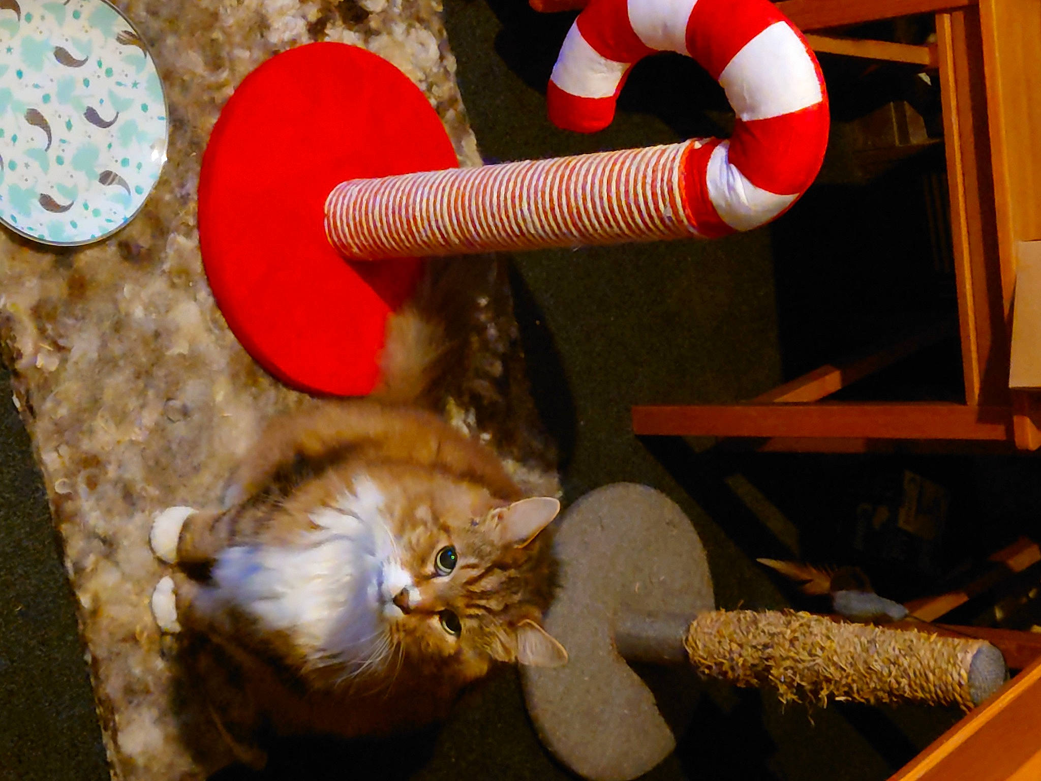 Fraggle Nutter Rock is registered to the contest to win money with this photo: carmine, carnivore, cat, cat_supply, circle, domestic_short_haired_cat, felidae, fur, gas, human_leg, lifebuoy, light, orange, small_to_medium_sized_cats, spinning, tail, toy, whiskers, wood, yellow