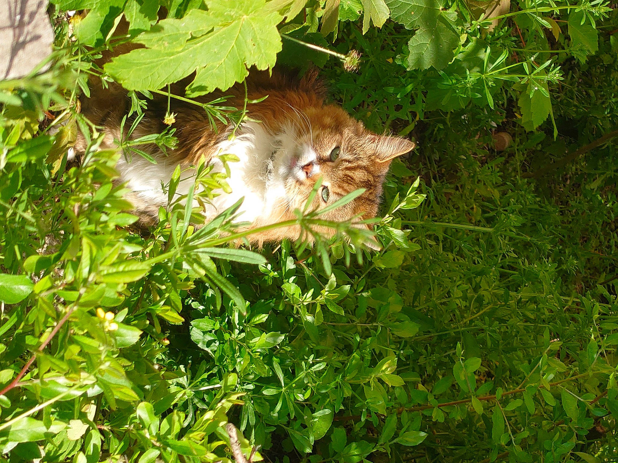 Fraggle joined the competition — help win amazing prizes! carnivore, cat, domestic_short_haired_cat, fawn, felidae, flowering_plant, fur, grass, groundcover, herb, leaf, plant, shrub, small_to_medium_sized_cats, subshrub, tail, terrestrial_animal, tree, whiskers, wildlife