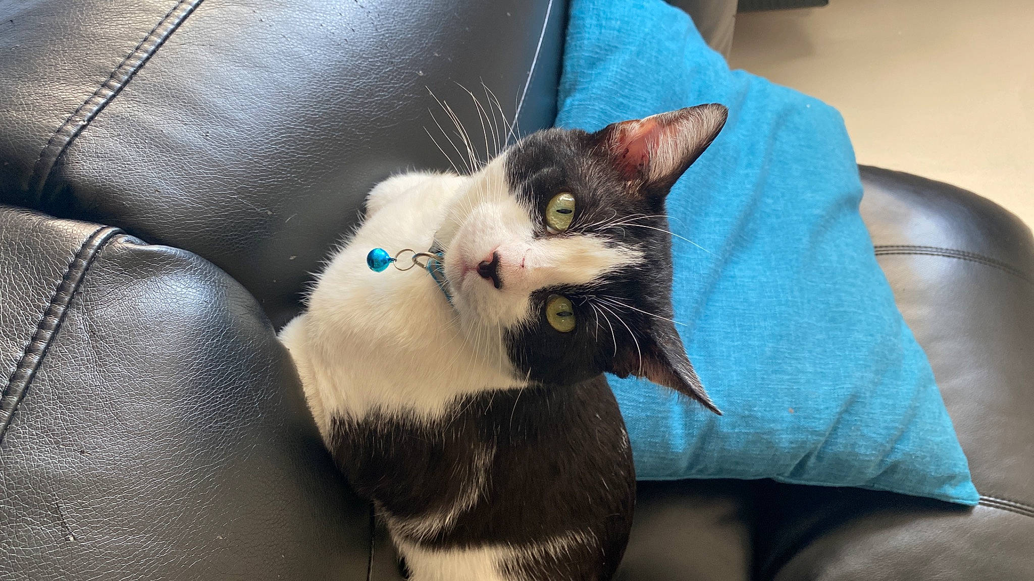 Boris is registered to the contest to win money with this photo: carnivore, cat, claw, comfort, domestic_short_haired_cat, eye, felidae, foot, fur, human_leg, iris, leg, nail, paw, sitting, small_to_medium_sized_cats, snout, tail, whiskers, wrist