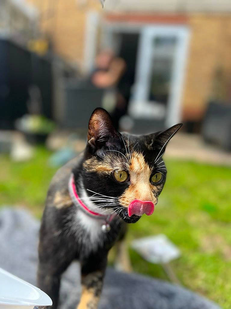 Jess joined the competition — help win amazing prizes! carnivore, cat, collar, domestic_short_haired_cat, felidae, fur, grass, plant, small_to_medium_sized_cats, snout, terrestrial_animal, whiskers