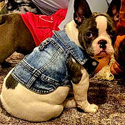 Ruby is registered to the contest to win money with this photo: dog, puppy, french_bulldog, denim_jacket, pet_clothing, indoor, carpet, brown, white, black, cute, sitting, hand, animal, fur, ears, face, pet, young, domestic