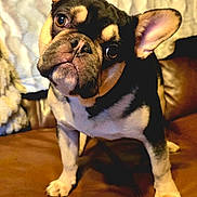 Razin Caine joined the competition — help win amazing prizes! french_bulldog, dog, pet, animal, ears, couch, leather, blanket, indoor, fur, paw, face, cute, curious, canine, domestic_animal, sitting, portrait, household, companion