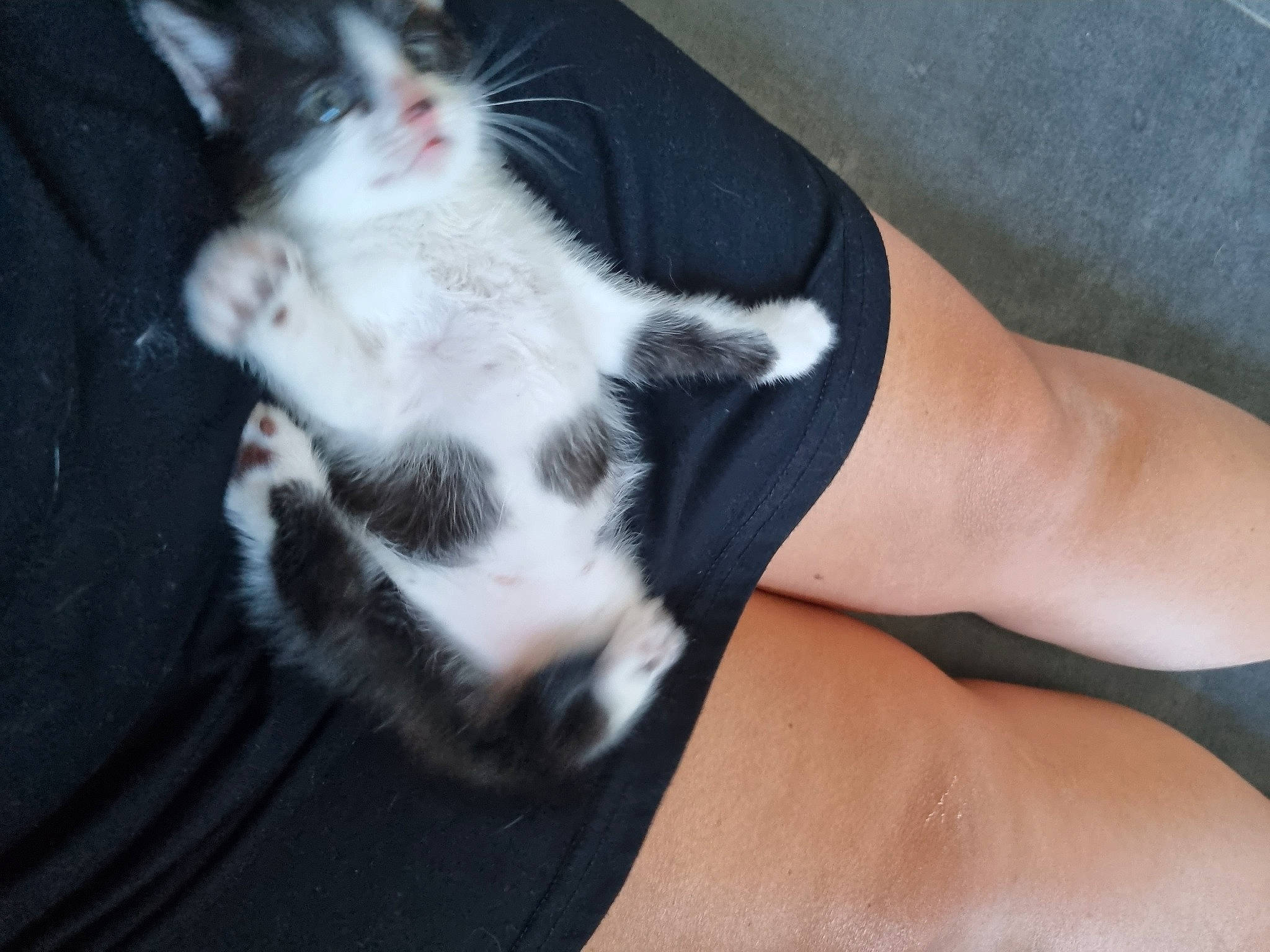 Una participe au concours pour gagner de l'argent avec cette photo : carnivore, cat, comfort, companion_dog, dog_breed, domestic_short_haired_cat, elbow, felidae, foot, fur, gesture, human_leg, knee, lap, paw, small_to_medium_sized_cats, snout, tail, thigh, whiskers