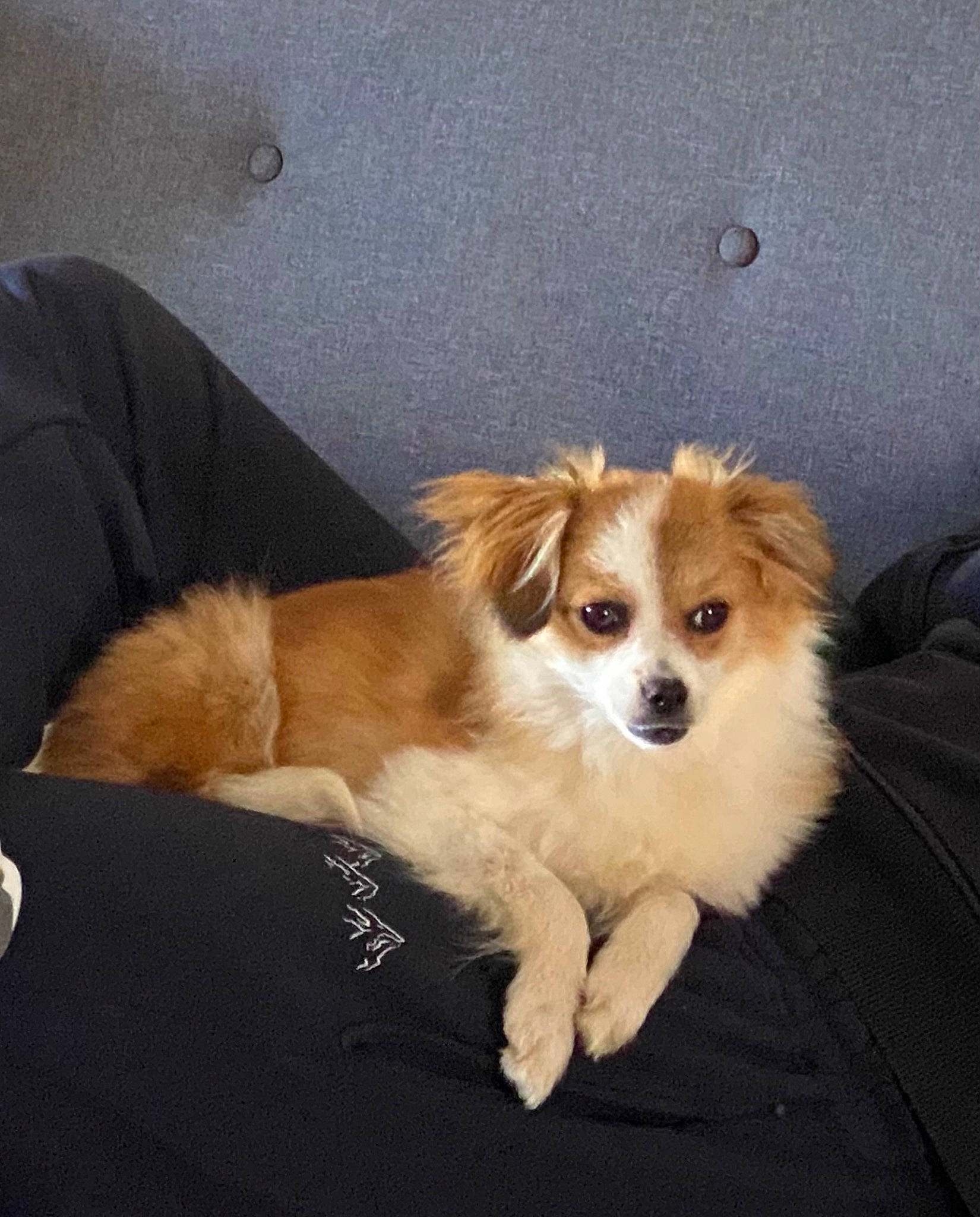 Talia participe au concours pour gagner de l'argent avec cette photo : canidae, carnivore, companion_dog, dog, dog_breed, fawn, fur, liver, sporting_group, terrestrial_animal, toy_dog, whiskers, windshield