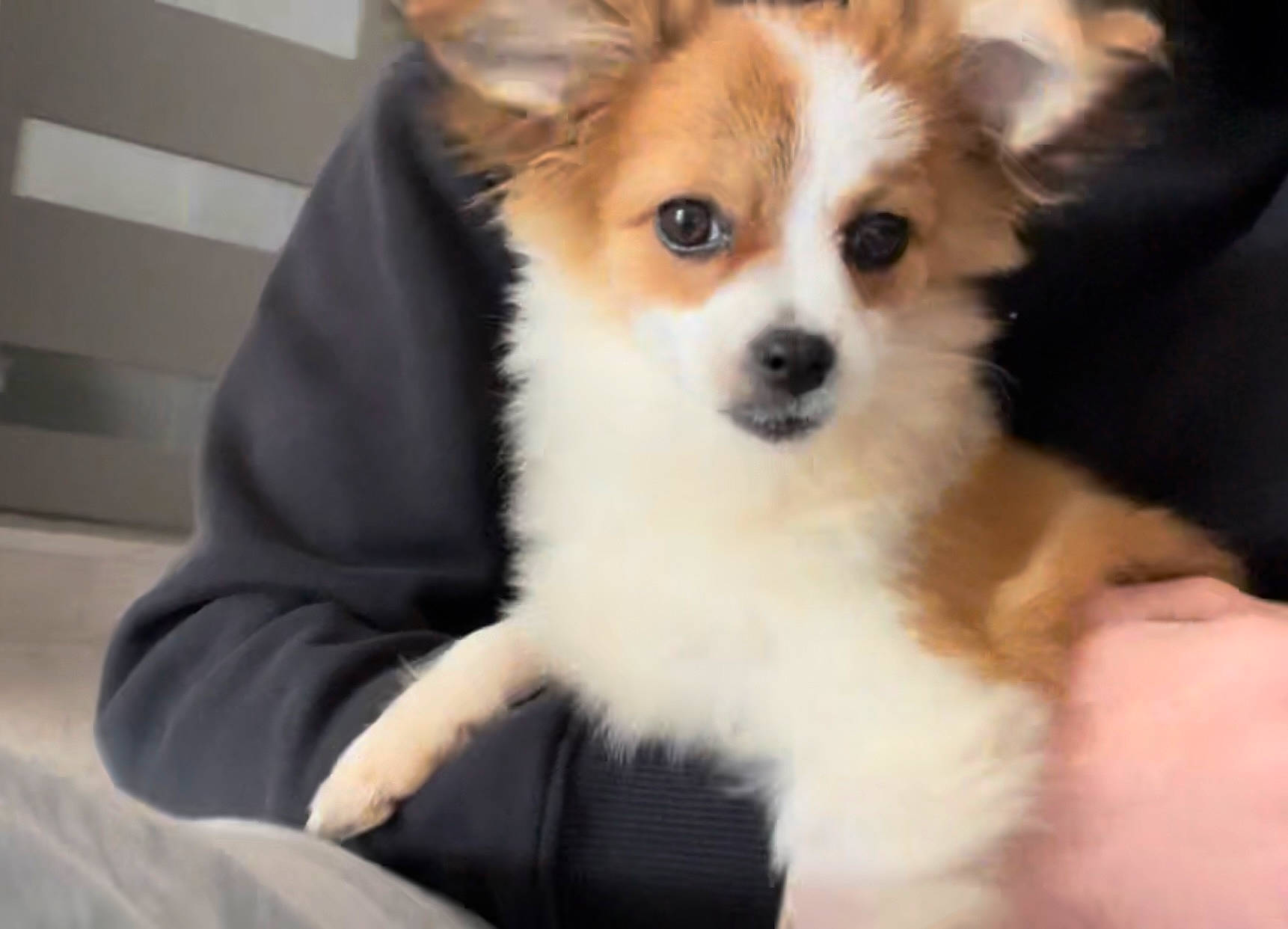 Talia a rejoint le concours — aidez-le/la à gagner de superbes lots ! ancient_dog_breeds, canidae, carnivore, companion_dog, corgi_chihuahua, dog, dog_breed, fawn, fur, herding_dog, non_sporting_group, puppy, sporting_group, terrestrial_animal, toy_dog, whiskers, working_dog