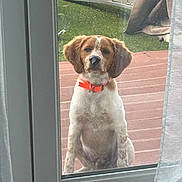 Leif a rejoint le concours — aidez-le/la à gagner de superbes lots ! animal, brown_and_white, collar, curtain, daylight, deck, dog, door, fence, floppy_ears, glass, home, lawn, looking_at_camera, orange_collar, outdoor, pet, portrait, sitting, window