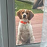 animal, brown_and_white, collar, curtain, daylight, deck, dog, door, fence, floppy_ears, glass, home, lawn, looking_at_camera, orange_collar, outdoor, pet, portrait, sitting, window