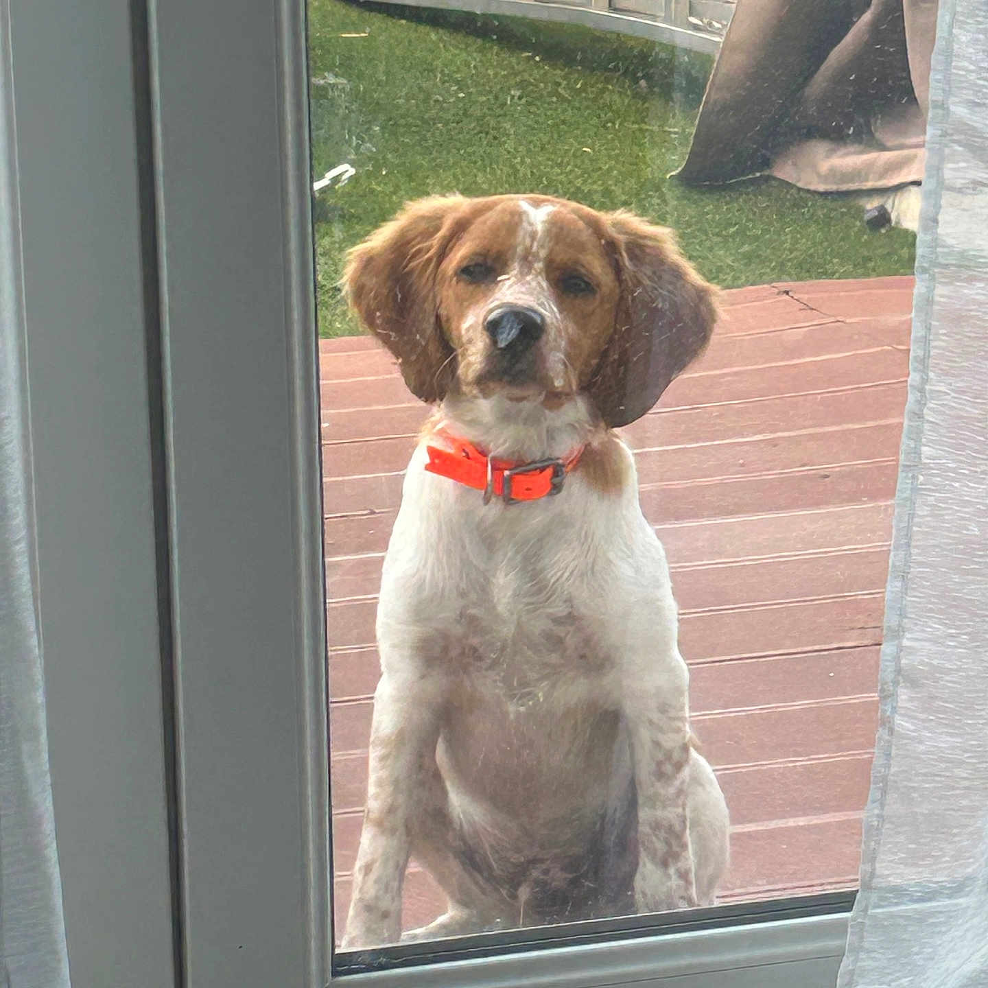 Leif a rejoint le concours — aidez-le/la à gagner de superbes lots ! animal, brown_and_white, collar, curtain, daylight, deck, dog, door, fence, floppy_ears, glass, home, lawn, looking_at_camera, orange_collar, outdoor, pet, portrait, sitting, window