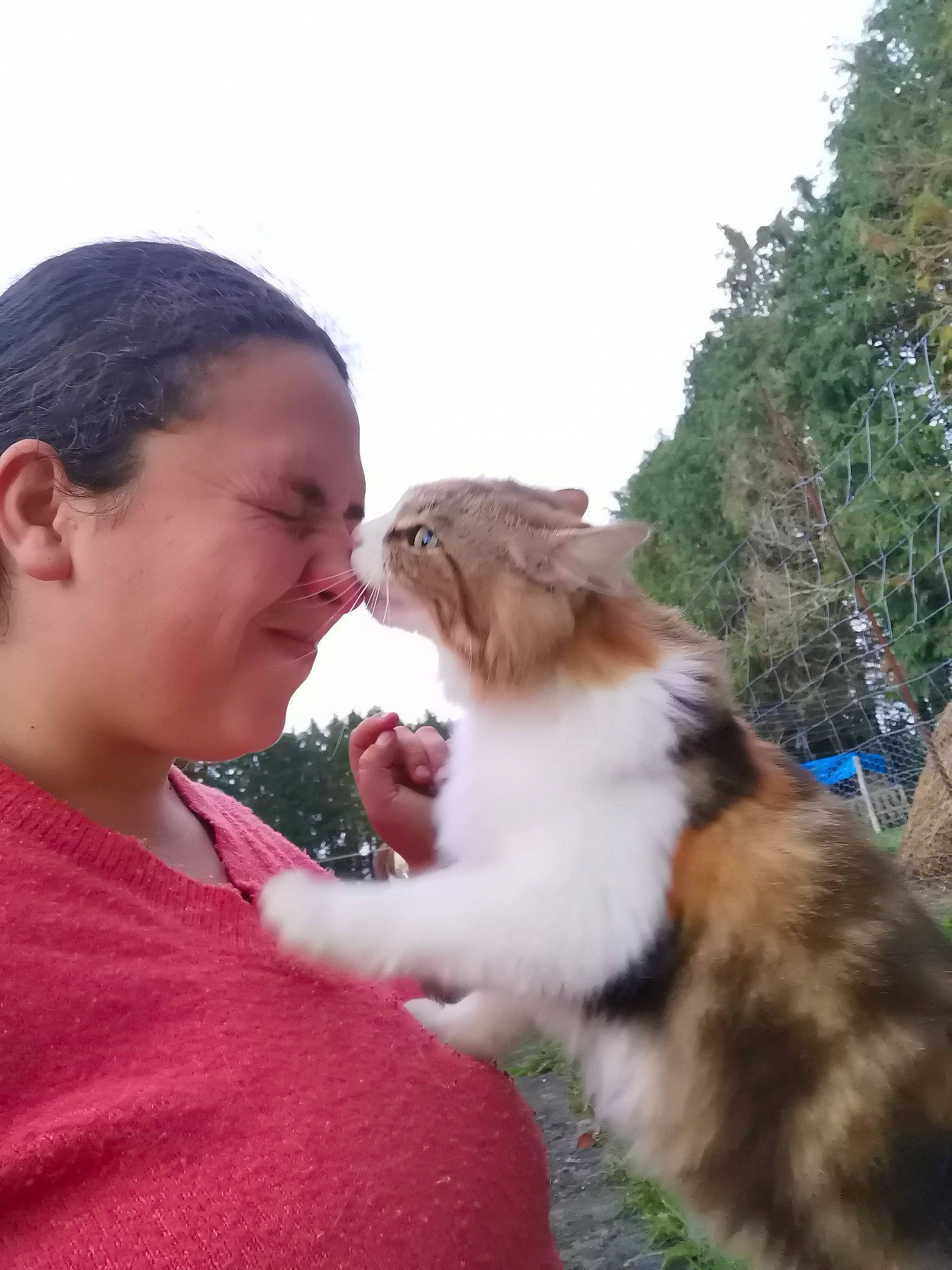 Namasté participe au concours pour gagner de l'argent avec cette photo : carnivore, cat, companion_dog, dog_breed, event, fawn, felidae, fun, fur, gesture, grass, happy, scotch_collie, sky, small_to_medium_sized_cats, smile, snout, sporting_group, tree, whiskers