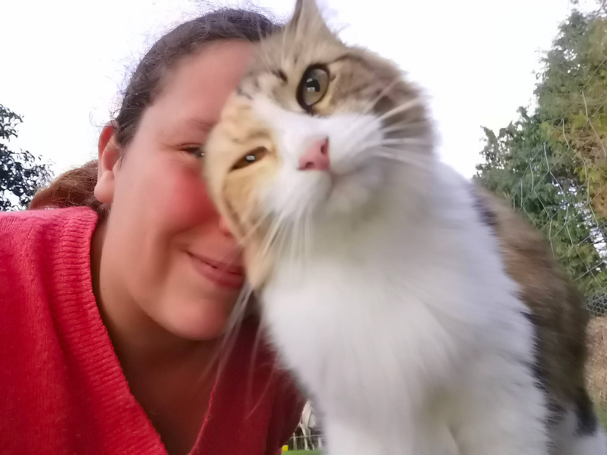 Namasté participe au concours pour gagner de l'argent avec cette photo : carnivore, cat, fawn, felidae, fur, gesture, grass, happy, iris, persian, plant, sky, small_to_medium_sized_cats, smile, snout, tree, whiskers