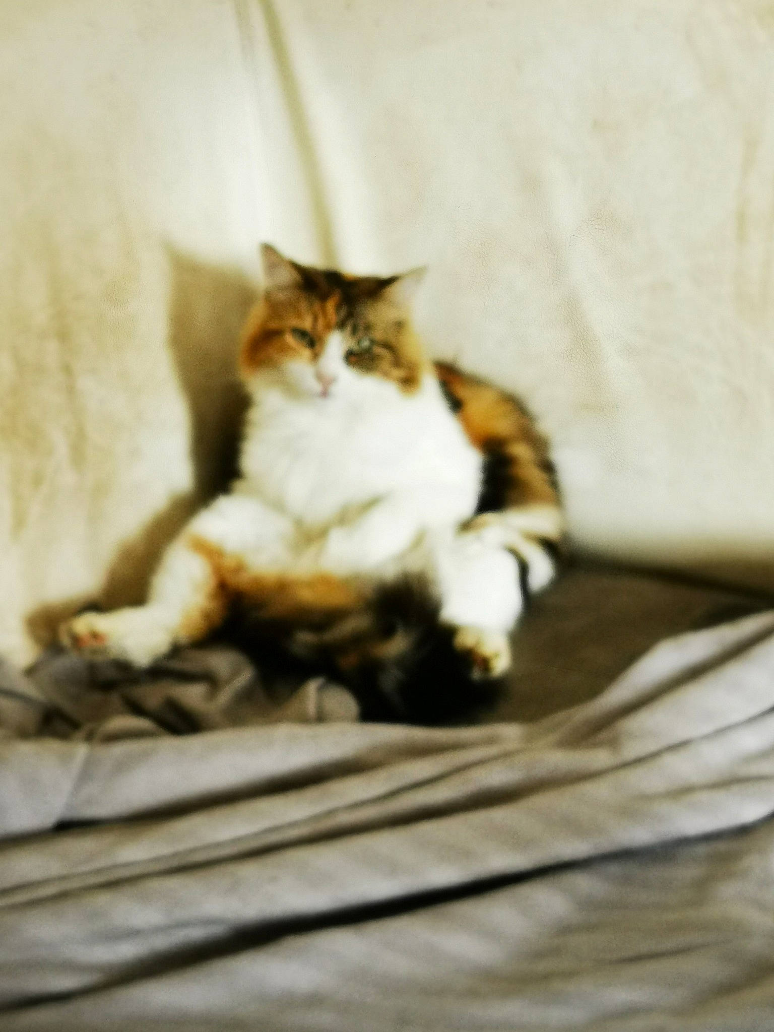 Namasté a rejoint le concours — aidez-le/la à gagner de superbes lots ! carnivore, cat, claw, comfort, domestic_short_haired_cat, fawn, felidae, flooring, fur, hardwood, paw, sitting, small_to_medium_sized_cats, snout, tail, terrestrial_animal, whiskers, wood