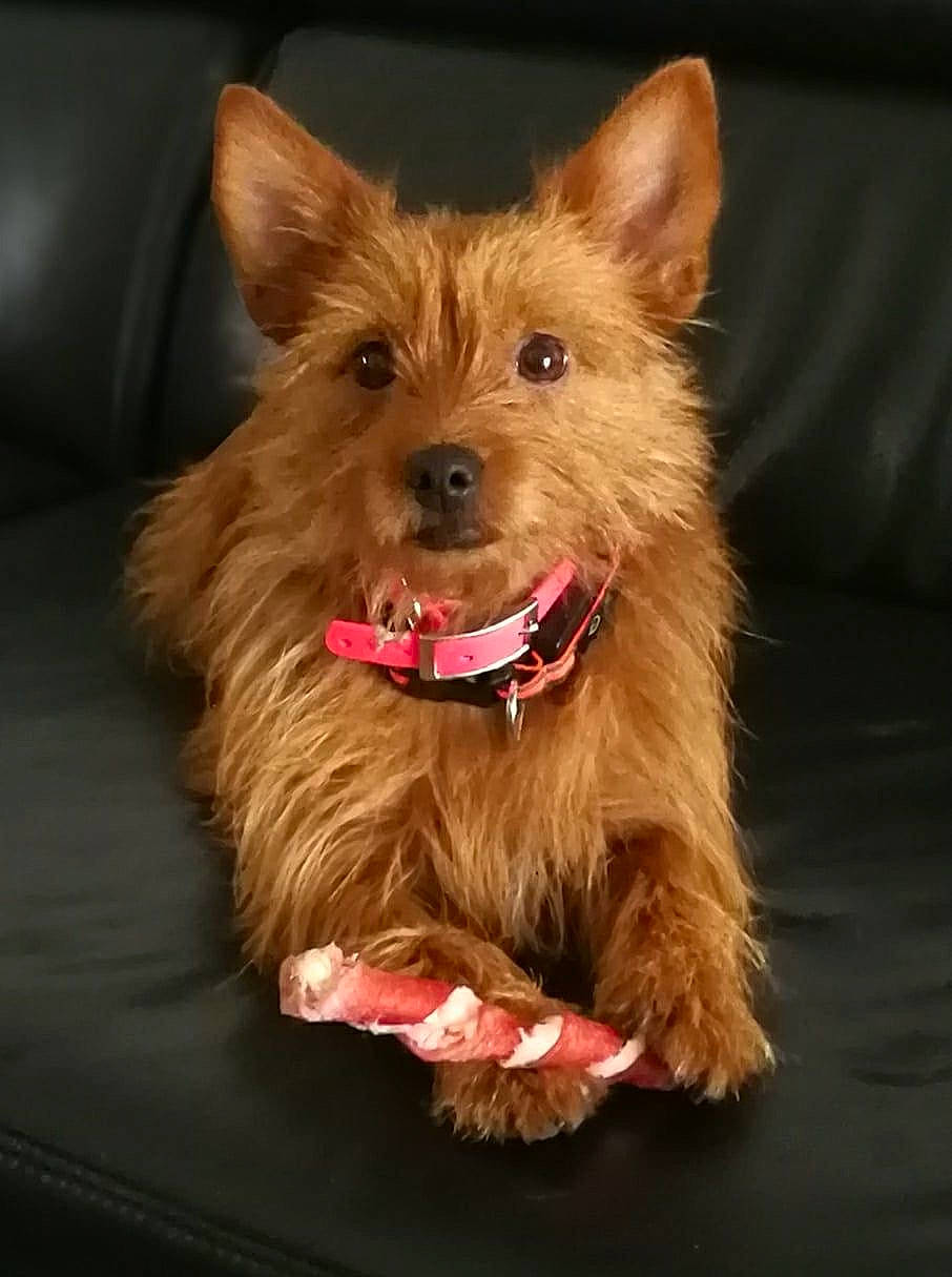 Lorka participe au concours pour gagner de l'argent avec cette photo : australian_silky_terrier, australian_terrier, cairn_terrier, canidae, carnivore, companion_dog, dog, dog_breed, ear, mammal, norwich_terrier, portuguese_podengo, puppy, rare_breed_dog, small_terrier, snout, terrier, vertebrate, yorkipoo, yorkshire_terrier