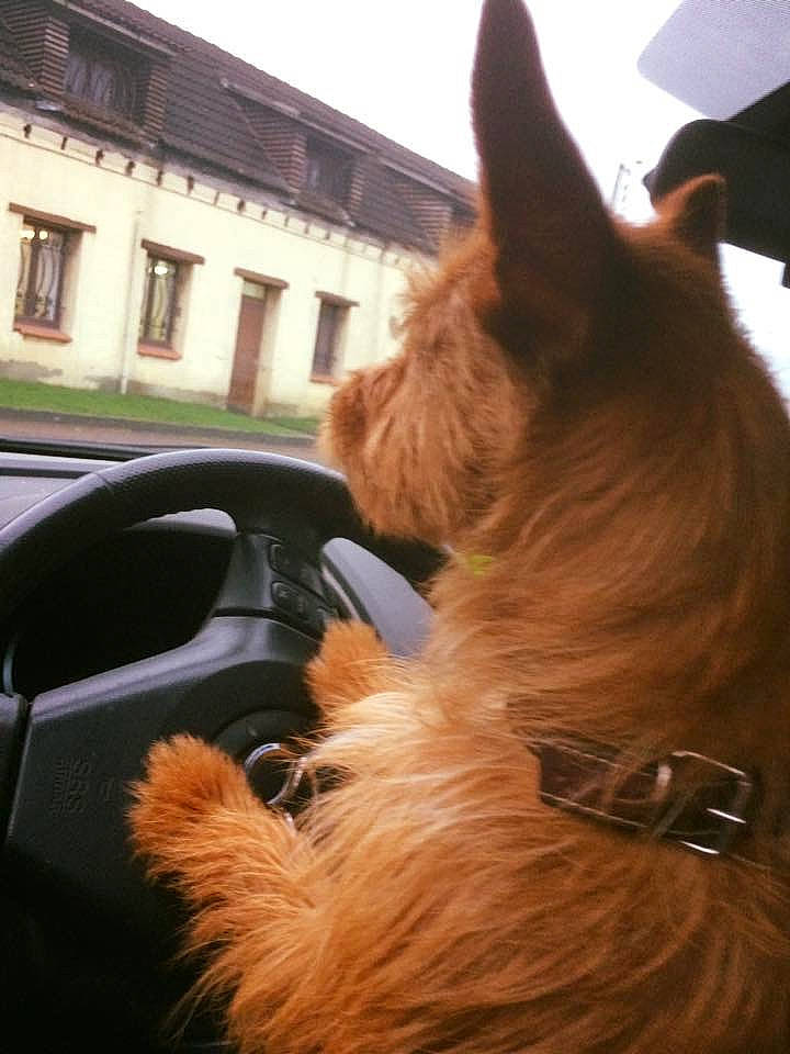 Lorka participe au concours pour gagner de l'argent avec cette photo : australian_terrier, automotive_window_part, cairn_terrier, canidae, car, carnivore, companion_dog, dog, dog_breed, ear, fawn, fur, snout, window