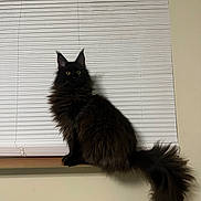 Elvis Aleksandr is registered to the contest to win money with this photo: cat, black_cat, fluffy, long_tail, windowsill, window_blinds, indoor, pet, animal, yellow_eyes, sitting, feline, curious, domestic_cat, fur, whiskers, ears, alert, shadow, home