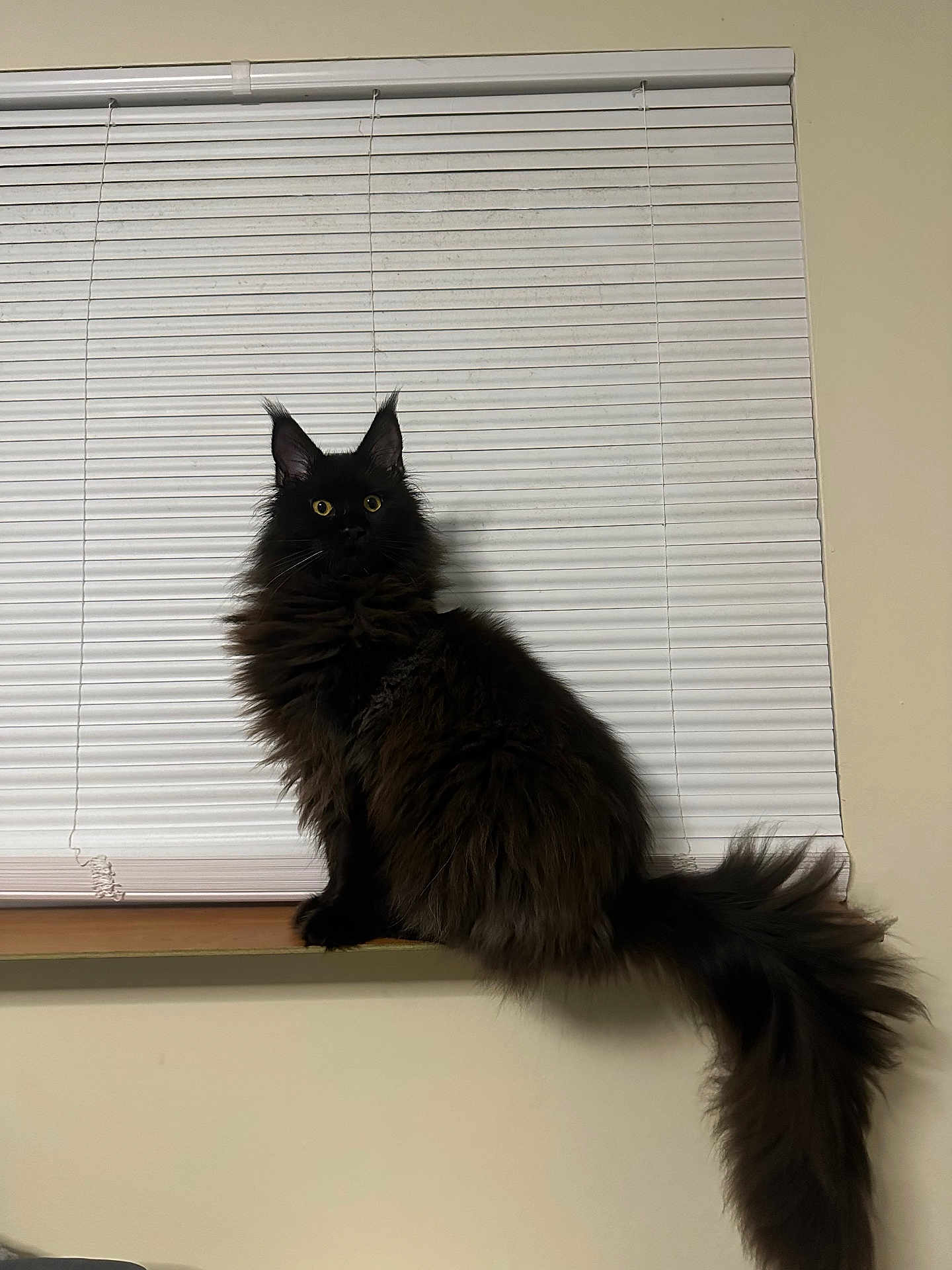 Elvis Aleksandr is registered to the contest to win money with this photo: cat, black_cat, fluffy, long_tail, windowsill, window_blinds, indoor, pet, animal, yellow_eyes, sitting, feline, curious, domestic_cat, fur, whiskers, ears, alert, shadow, home