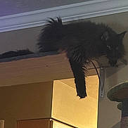 Elvis Aleksandr is registered to the contest to win money with this photo: animal, black_cat, bottle, cat, cat_tree, ceiling, dangle, domestic_animal, fluffy, furniture, indoor, kitchen, lounging, paw, pet, relaxed, room, shelf, wall, wood