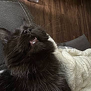 Elvis Aleksandr is registered to the contest to win money with this photo: cat, black_cat, furry, whiskers, teeth, blanket, cozy, indoor, floor, water_bottle, pet, animal, cute, relaxed, closeup, feline, sleepy, resting, domestic, comfort