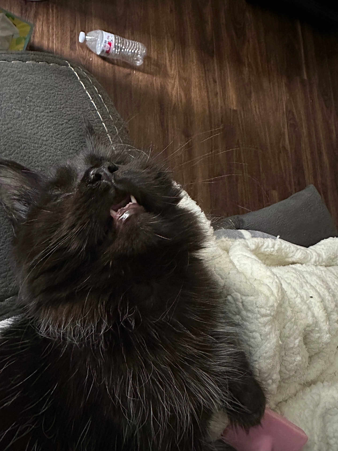 Elvis Aleksandr is registered to the contest to win money with this photo: cat, black_cat, furry, whiskers, teeth, blanket, cozy, indoor, floor, water_bottle, pet, animal, cute, relaxed, closeup, feline, sleepy, resting, domestic, comfort