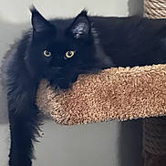 Elvis Aleksandr joined the competition — help win amazing prizes! animal, black_cat, carpeted_cat_tree, cat, claws, curious, domestic_cat, ears, feline, fluffy, fur, home, indoor, lounge, paw, pet, relaxing, resting, whiskers, yellow_eyes