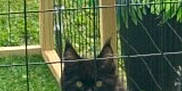 Elvis Aleksandr is registered to the contest to win money with this photo: animal, black_cat, cat, curious, cute, daylight, domestic_cat, ears, enclosure, fence, fluffy, grass, greenery, looking, nature, outdoor, pet, tail, wire_fence, wooden_frame