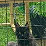 Elvis Aleksandr is registered to the contest to win money with this photo: animal, black_cat, cat, curious, cute, daylight, domestic_cat, ears, enclosure, fence, fluffy, grass, greenery, looking, nature, outdoor, pet, tail, wire_fence, wooden_frame