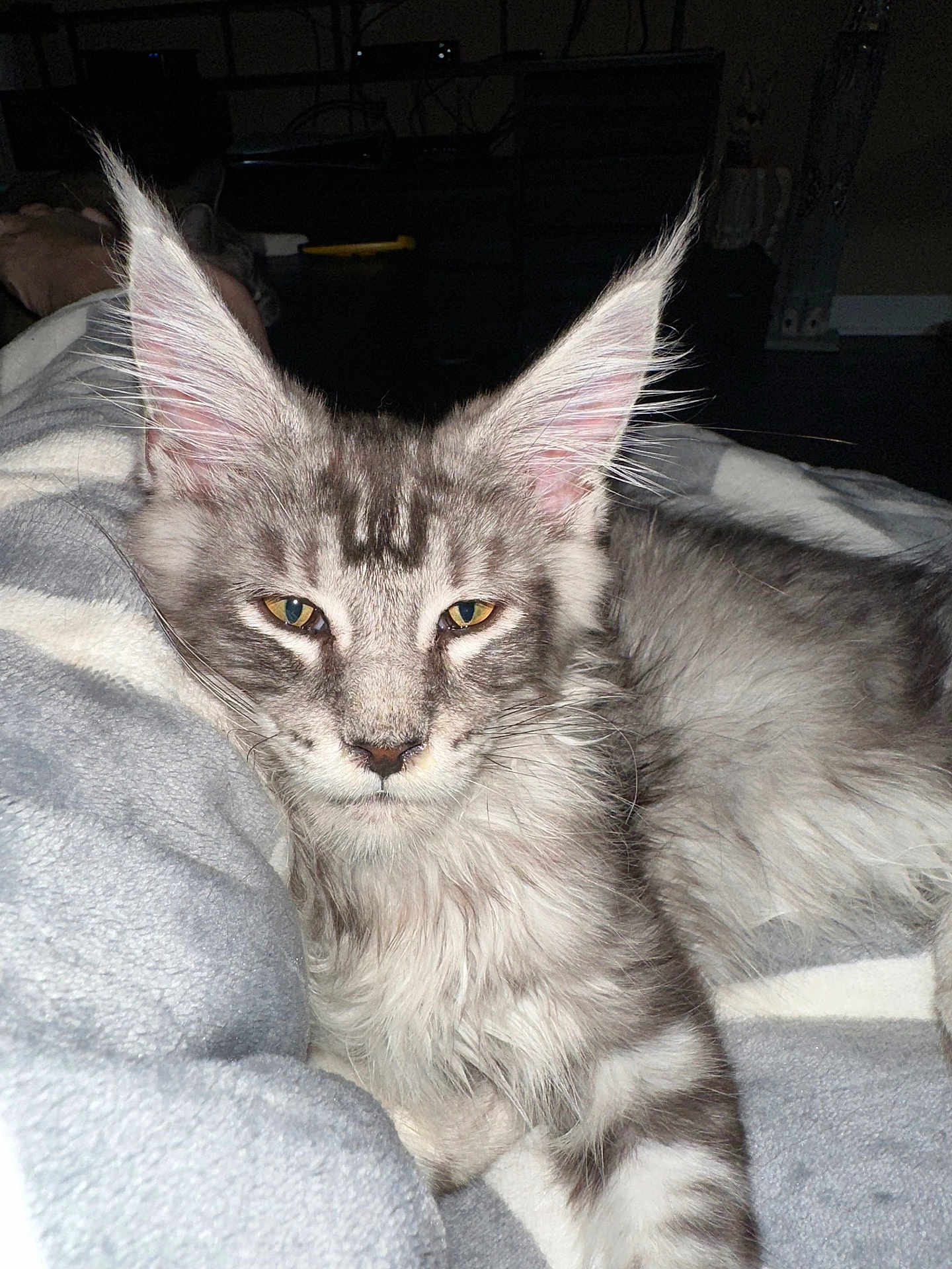 Sebastian joined the competition — help win amazing prizes! cat, tabby, gray_cat, fluffy, pet, animal, feline, ears, eyes, blanket, cozy, indoor, resting, fur, whiskers, cute, domestic, sleepy, relaxed, laying_down