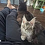 Sebastian is registered to the contest to win money with this photo: cat, kitten, lap, black_pants, floor, wood_floor, cat_tree, indoor, pet, feline, domestic_cat, curious, relaxed, person, legs, footwear_absent, storage_bins, home, cozy, fur