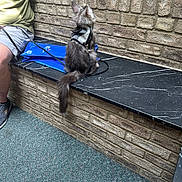 Sebastian is registered to the contest to win money with this photo: cat, animal, pet, harness, leash, indoor, brick_wall, bench, person, shorts, sneakers, marble_surface, fur, tail, curious, seated, side_view, quiet, casual, blue_bag