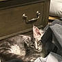 Sebastian is registered to the contest to win money with this photo: cat, gray_cat, fluffy, indoor, clothes, drawer, furniture, relaxed, sleepy, pet, animal, resting, home, cozy, pile, fabric, soft, ears, face, fur