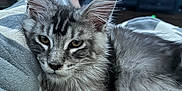 Sebastian is registered to the contest to win money with this photo: cat, kitten, gray_tabby, furry, pet, animal, indoor, blanket, cozy, relaxed, resting, paw, fur, whiskers, ears, living_room, furniture, foot, human, soft_light