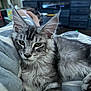 cat, kitten, gray_tabby, furry, pet, animal, indoor, blanket, cozy, relaxed, resting, paw, fur, whiskers, ears, living_room, furniture, foot, human, soft_light