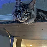 Sebastian joined the competition — help win amazing prizes! animal, cat, curious, domestic, ears, eyes, face, feline, fur, furniture, home, indoor, kitchen, lighting, maine_coon, pet, relaxed, shelf, whiskers, wood