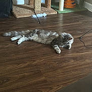 Sebastian joined the competition — help win amazing prizes! cat, tabby, fluffy, floor, wooden_floor, scratching_post, toy, indoor, pet, relaxed, lying_down, feline, animal, home, play, leisure, fur, whiskers, paw, tail