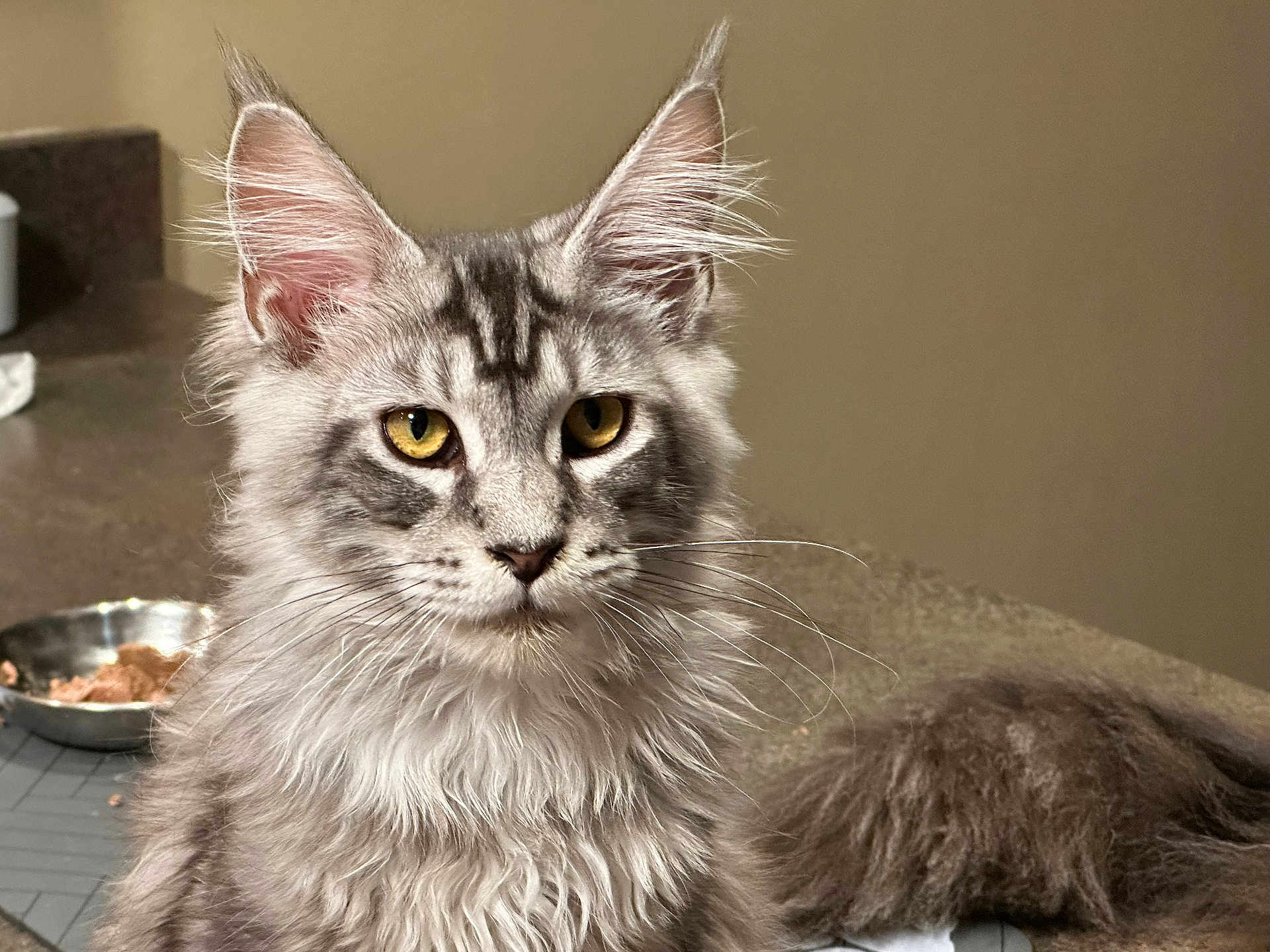 Sebastian joined the competition — help win amazing prizes! cat, tabby, fur, yellow_eyes, pet, indoor, countertop, food_bowl, whiskers, ears, fluffy, domestic_cat, portrait, feline, animal, close_up, curious, tabby_pattern, household, mammal