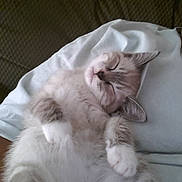 Boo-Boo is registered to the contest to win money with this photo: kitten, sleeping, cat, fluffy, pet, indoor, cozy, white_shirt, relaxed, cute, feline, closeup, paws, resting, domestic_animal, young_cat, soft_fur, comfort, human, couch