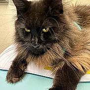 Elvis is registered to the contest to win money with this photo: cat, fluffy, black_cat, yellow_eyes, whiskers, close_up, pet, feline, animal, indoor, relaxed, paw, fur, portrait, cute, domestic_animal, laying, resting, mammal, soft