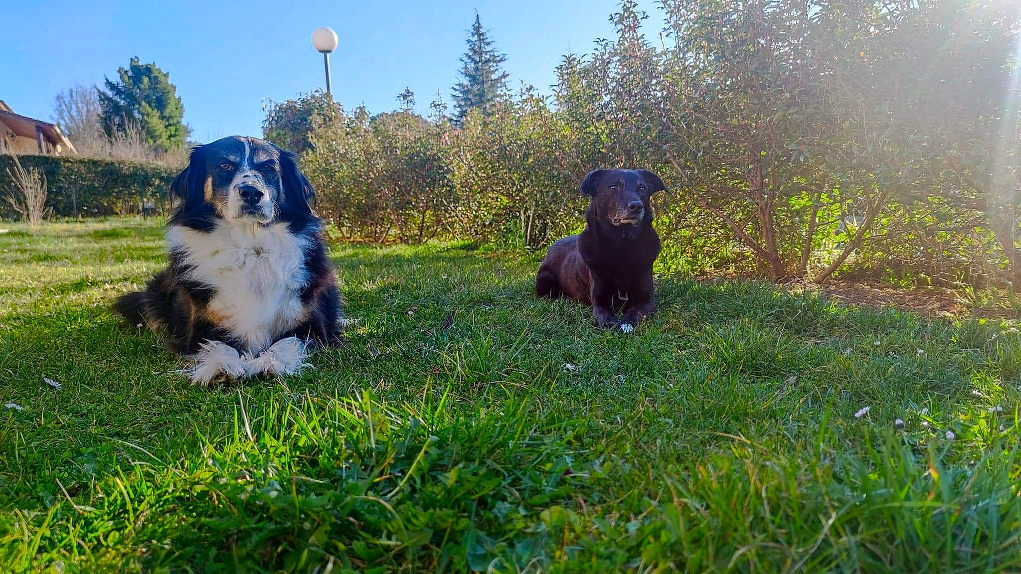 Belle participe au concours pour gagner de l'argent avec cette photo : bernese_mountain_dog, canidae, carnivore, companion_dog, dog, dog_breed, field, grass, grassland, landscape, mammal, natural_landscape, pasture, plant, prairie, sky, sporting_group, tree, vertebrate, working_animal